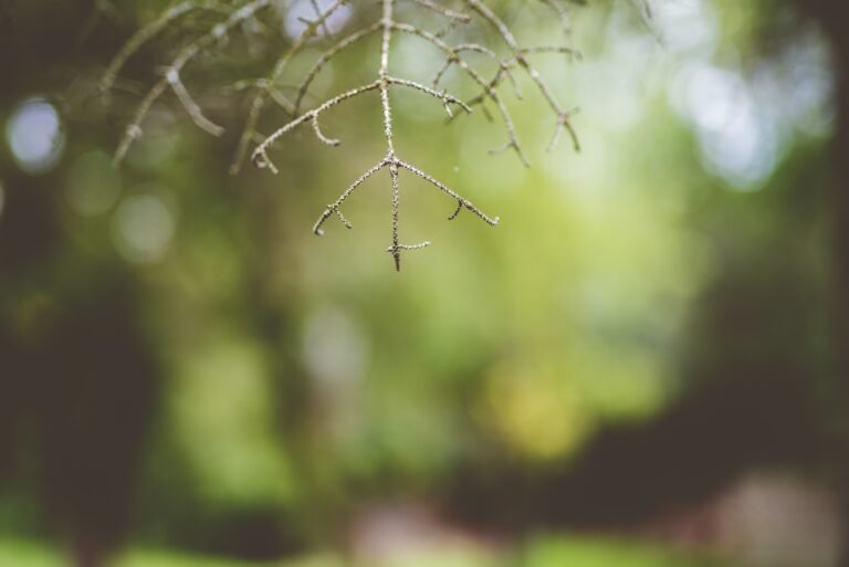 Fun Forest: Exploring Nature’s Playground